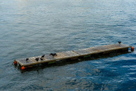 Fine Print: Soledad, Rio Valdivia, Chile Mayo 2024