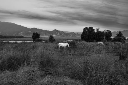 Fine Print: Caballo blanco, Lago Vichuquen. Chile, Mayo 2023