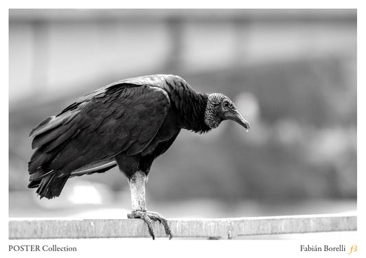 El Guardián del Muro