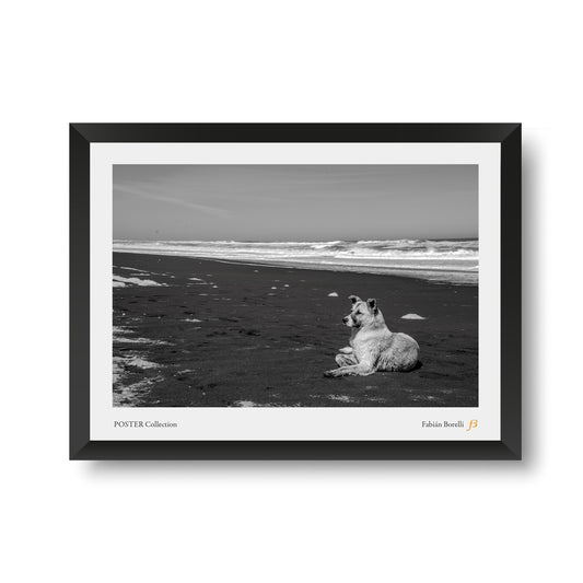 Poster: Iloca. Curicó, Chile, Febrero 2023