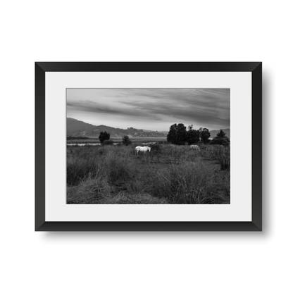 Fine Print: Caballo blanco, Lago Vichuquen. Chile, Mayo 2023